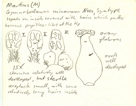 Vorschaubild Gymnobalanus minarum Nees & Mart.